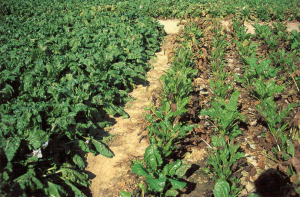 Fungicide Treatment (Left: Treated - Right: Untreated)