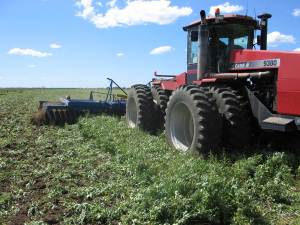 Cultivating Weeds in Australia