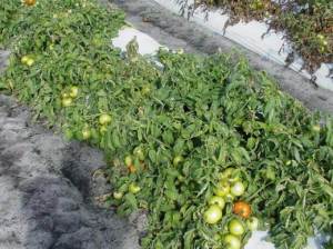 Treated Tomatoes