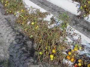Untreated Tomatoes