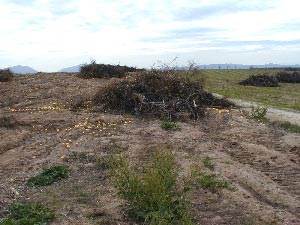 Grapevines Destroyed in 1999