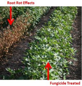 Root Rot