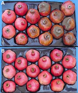 Untreated vs. Treated