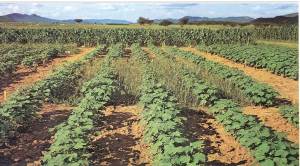 African Cotton Herbicide Experiment