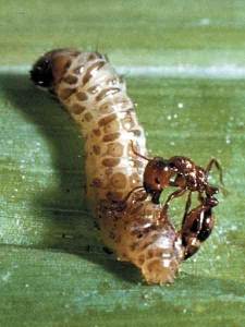 Fire Ant Killing Sugarcane Borer