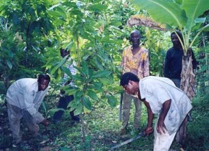 Weedy Cocoa: Ghana