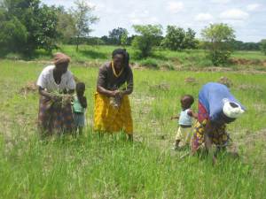 Woman Weeding in Africa