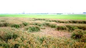 Rice Field With Sheath Blight