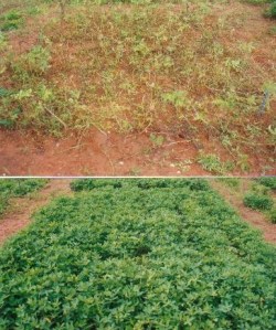 Fungicide Experiment: Ghana (top=untreated bottom=treated)