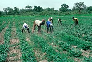 Laborers Hand-Weeding