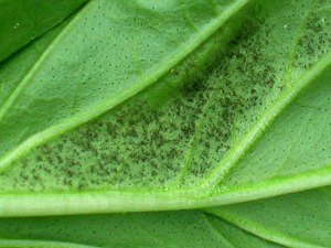 Downy Mildew Close-up