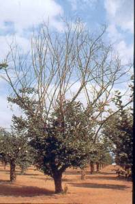 EFB Killing Hazelnut Tree