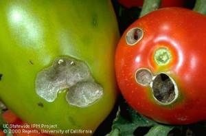 Insect Damage: Tomatoes