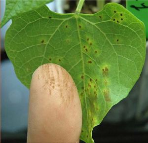 Bean Rust