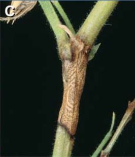 Blight on stems