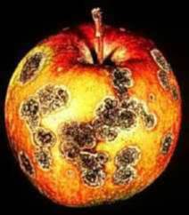 Apple Scab