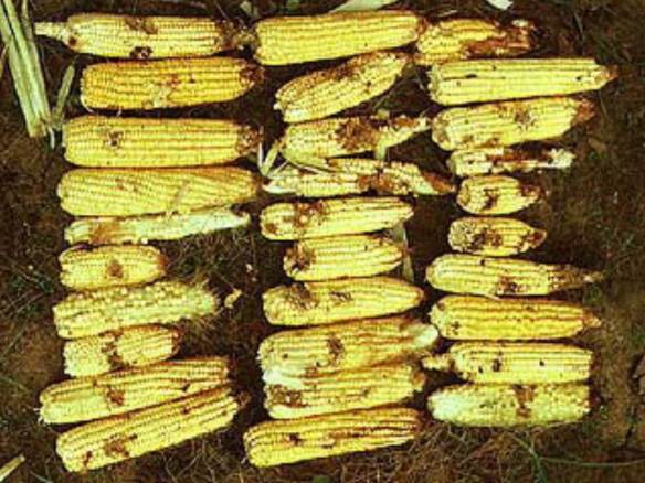 Florida sweet corn, w/o insecticides