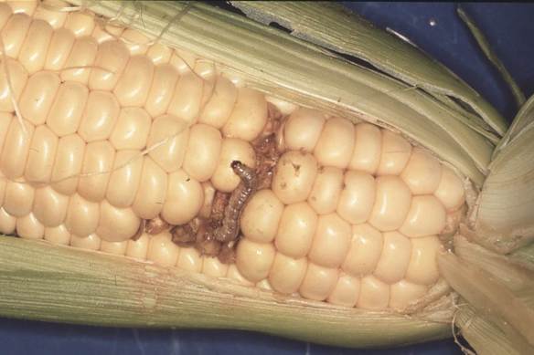 Bugs in corn