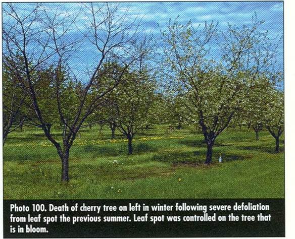 Defoliated Cherry Trees