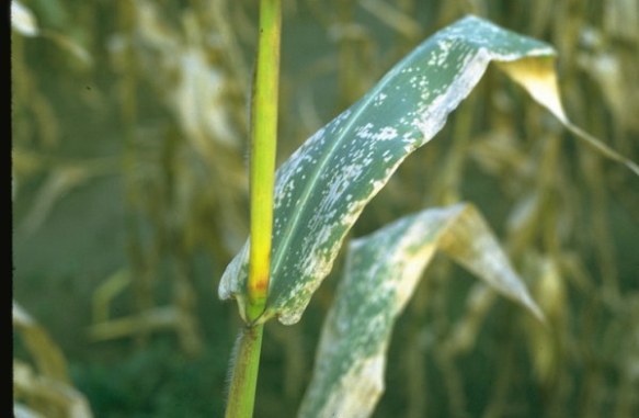 Eyespot Disease on Maize Leaves