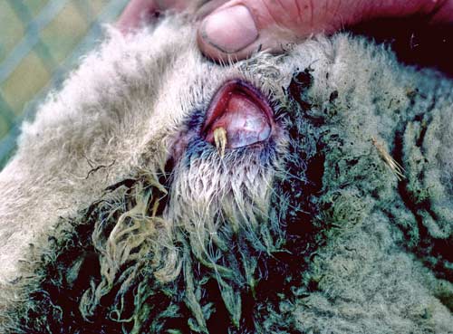 Eye Damage From Barley Grass