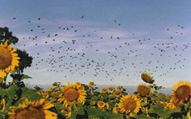 Doves over a sunflower field