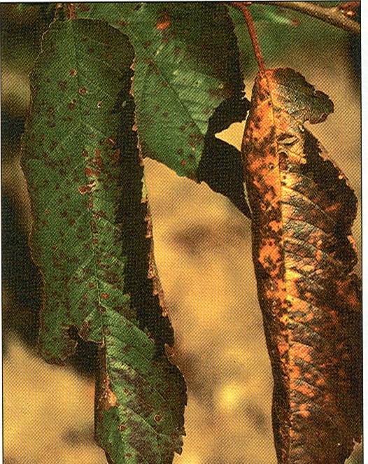 Cherry Leaf Spot Infection