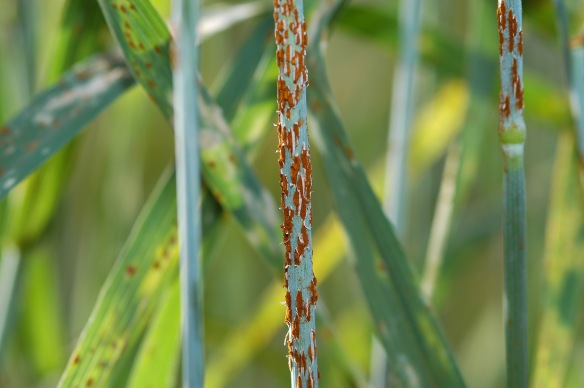 Wheat Rust is a Common Problem in Argentina