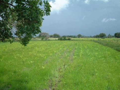Weedy Maize Field in Africa