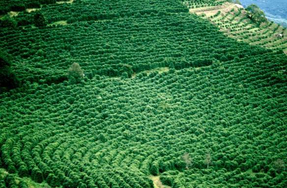 Coffee Fields