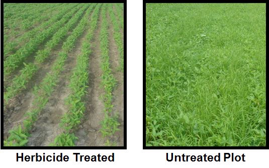 Soybean Growth With and Without Herbicide Treatments