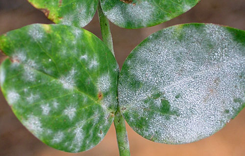 Pea Powdery Mildew
