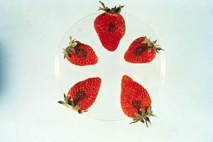 Anthracnose fruit rot