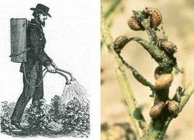 Spraying in Paris Green; Colorado Potato Beetle