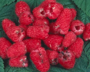 Damage from Raspberry Beetle