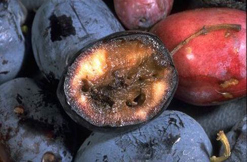 Decay and feeding damage from olive fly