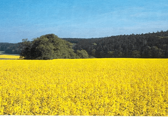 Rapeseed Field