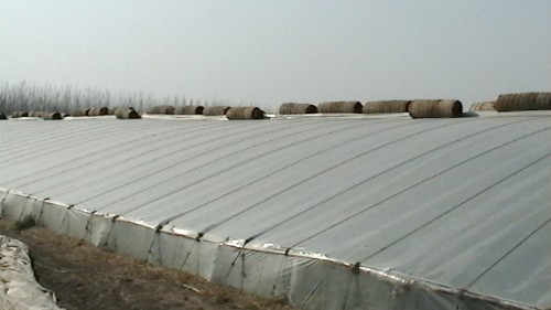 Greenhouses in China