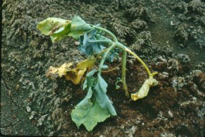 Damage from Cabbage Maggot