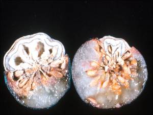 Mummy Berry Fungus Forming Inside Berry