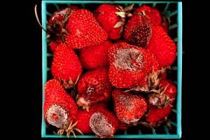 Grey mold on strawberries